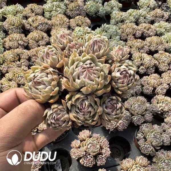 Echeveria Margaret Variegated Clustering - Image 2