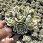 Echeveria Lenore Dean Clustering 4 heads - Image 2