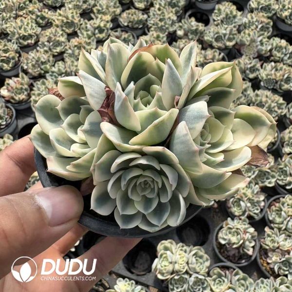 Echeveria Lenore Dean Clustering 4 heads - Image 2