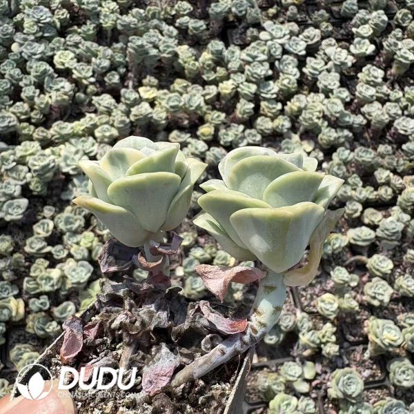 Echeveria Lovely Rosa Variegated Double Heads - Image 2