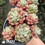 Echeveria Red Egg Clustering - Image 2
