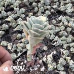 Echeveria Lovely Rosa Variegated - Image 2