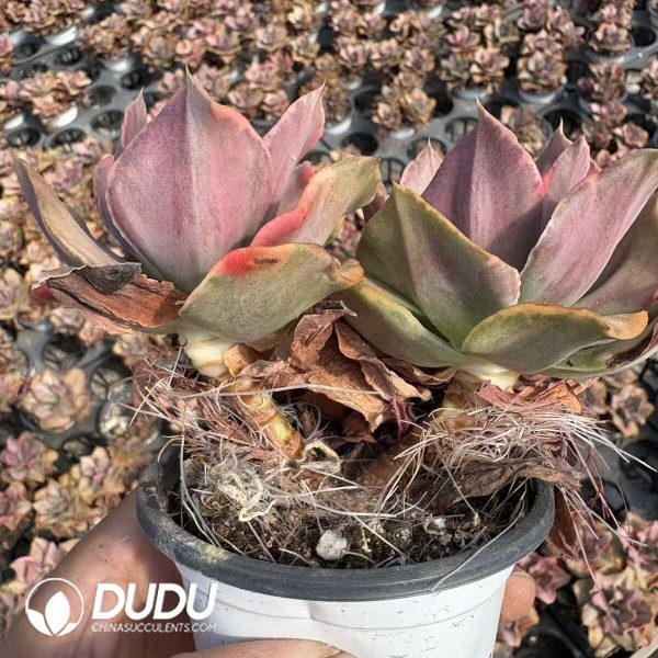 Echeveria Mini Gossaon Variegated Double Heads - Image 2