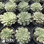 Echeveria Vanilla Elegans Variegated - Image 2