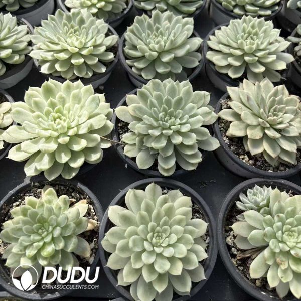 Echeveria Vanilla Elegans Variegated - Image 2