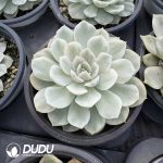 Echeveria Snowball variegated - Image 2