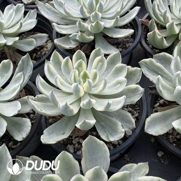 Echeveria Rain Drops Variegated green - Image 2