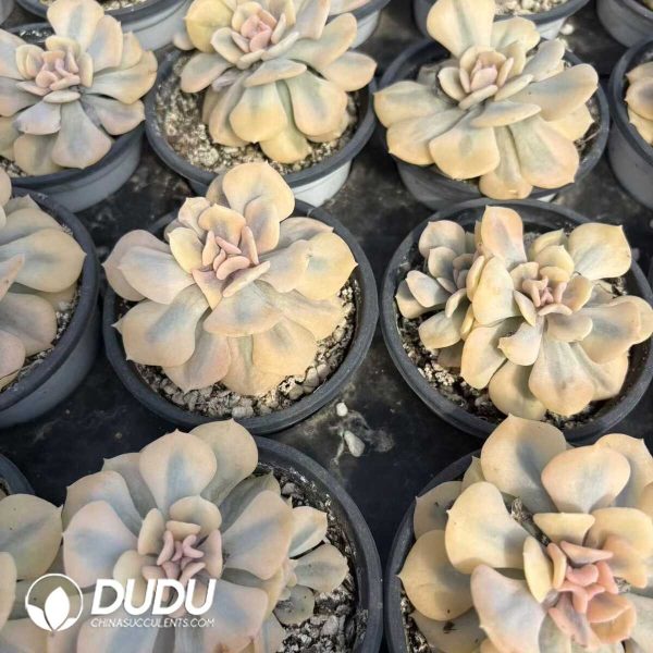 (Marginata Variegated)Echeveria Exoticc Variegated - Image 2