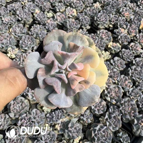 Echeveria Exotic Variegated - Image 2