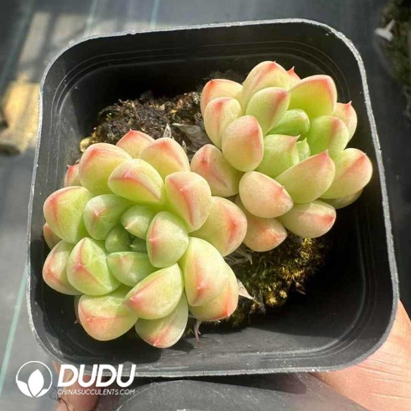 Echveria Raccooon Double Head - Image 2