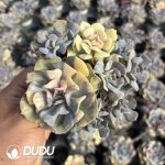 Echeveria Exotic Variegated Clustering - Image 2