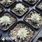 Sempervivum white Variegated - Image 2
