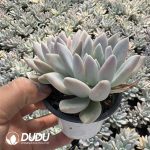 (Marginata Variegated)Graptoveria Opalina Variegated Double Head - Image 2