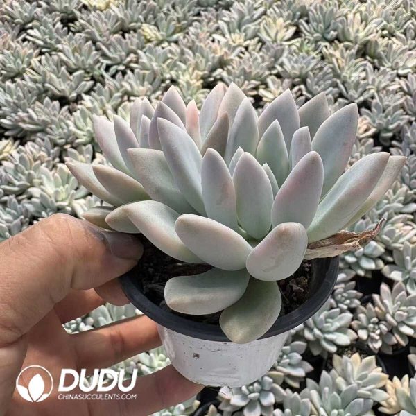(Marginata Variegated)Graptoveria Opalina Variegated Double Head - Image 2