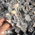 Echeveria Pollux Variegated - Image 2