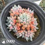 Echeveria setosa v. demenita Clustering - Image 2