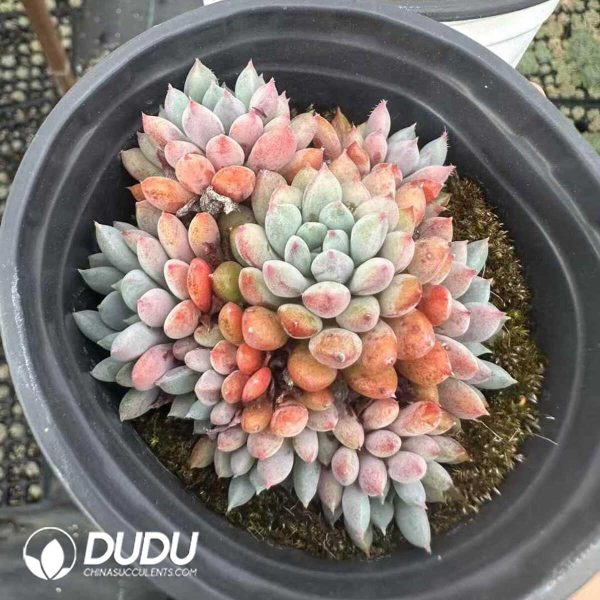 Echeveria setosa v. demenita Clustering - Image 2