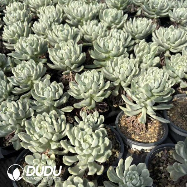 Echeveria Blue Apple Variegated - Image 2