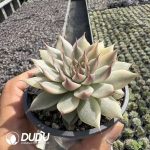 Echeveria Silver Star Variegated - Image 2