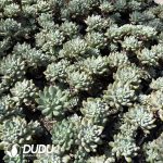 Echeveria Blue Apple Monstrose - Image 2