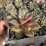 Echeveria Monocerotis variegated - Image 2