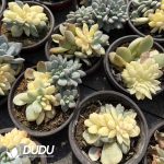 Echeveria Monroe Variegated Cristata - Image 2