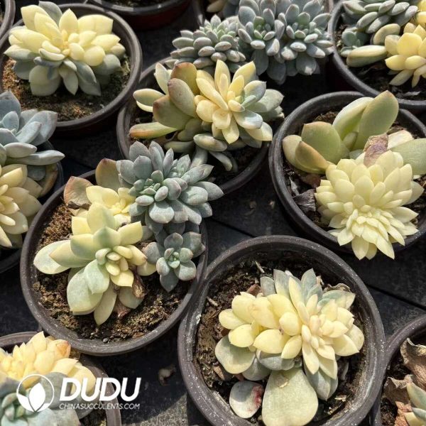 Echeveria Monroe Variegated Cristata - Image 2