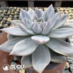 Echeveria Blue Bird Variegated - Image 2