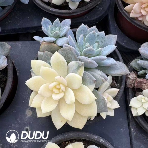 Echeveria Monroe Half Variegated - Image 2