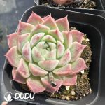 Echeveria Snow Pear - Image 2