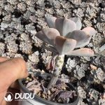 Graptopetalum Purple Delight Variegated - Image 2