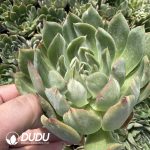 Echeveria Crystal Lover Silky Variegated - Image 2