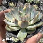 Echeveria Fiona Variegated - Image 2