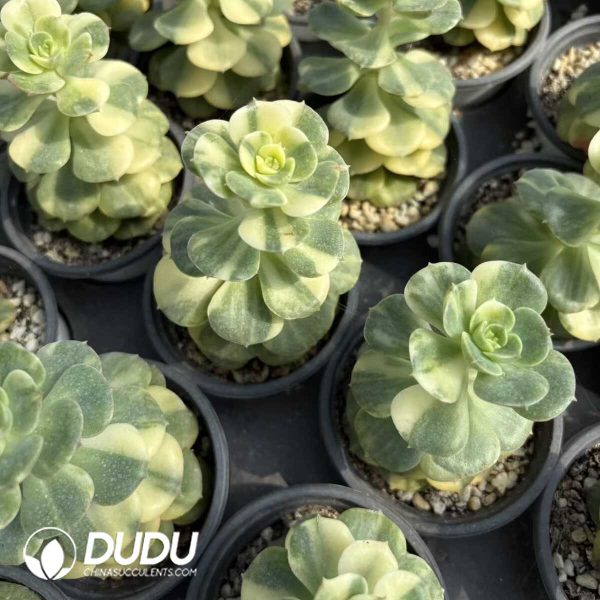 Echeveria Nicksana Variegated - Image 2