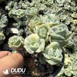 Echeveria Lovely Rose Variegated Clustering (Easily break. No returns for breaking.) - Image 2