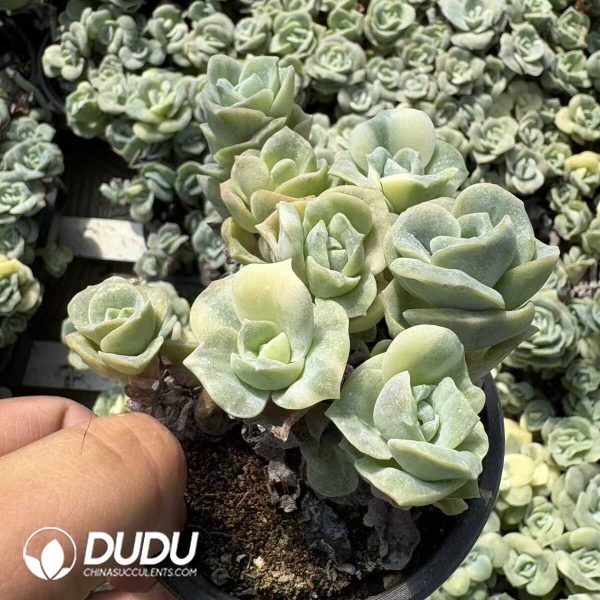 Echeveria Lovely Rose Variegated Clustering (Easily break. No returns for breaking.) - Image 2