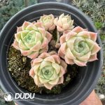 Echeveria Snow Pear Clustering - Image 2