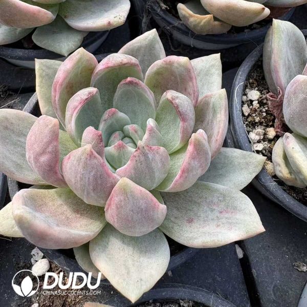 Echeveria Champagne Variegated - Image 2