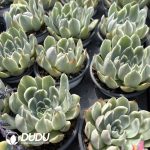 (Marginata Variegated)Echeveria Crystal Lovers Variegated - Image 2