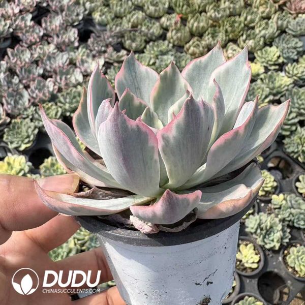 Echeveria Amistar Variegated - Image 2