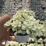 Echeveria Deren Oliver Variegated Clustering - Image 2