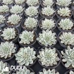 Echeveria Red Absinthe - Image 2