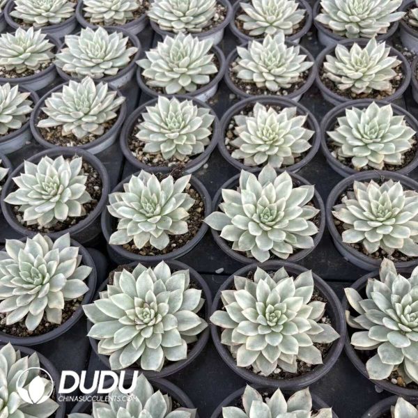 Echeveria Red Absinthe - Image 2