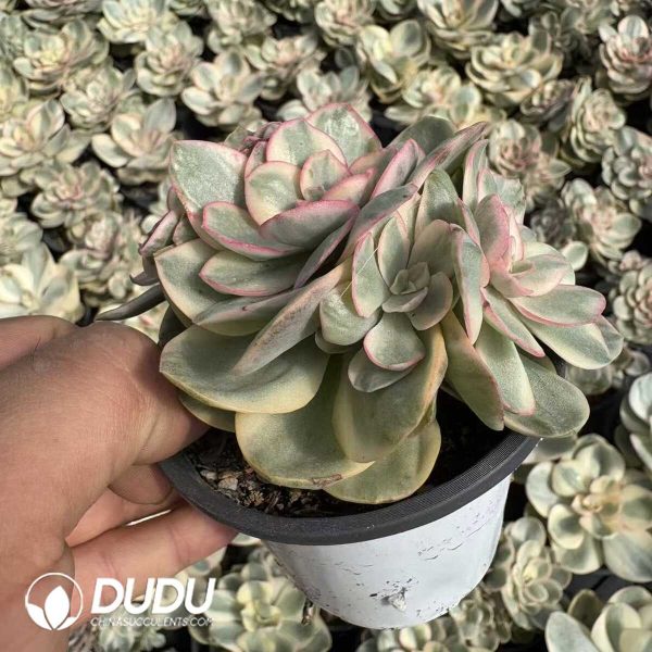 Echeveria Suyon Variegated Clustering - Image 2