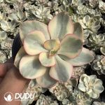 Echeveria Suyon Variegated - Image 2