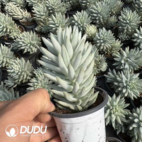 Sedeveria Harry Butterfield Variegated - Image 2