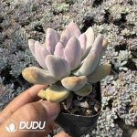 Graptoveria Opalina Variegated - Image 2