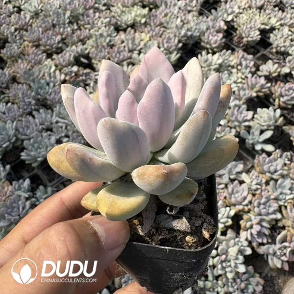 Graptoveria Opalina Variegated - Image 2