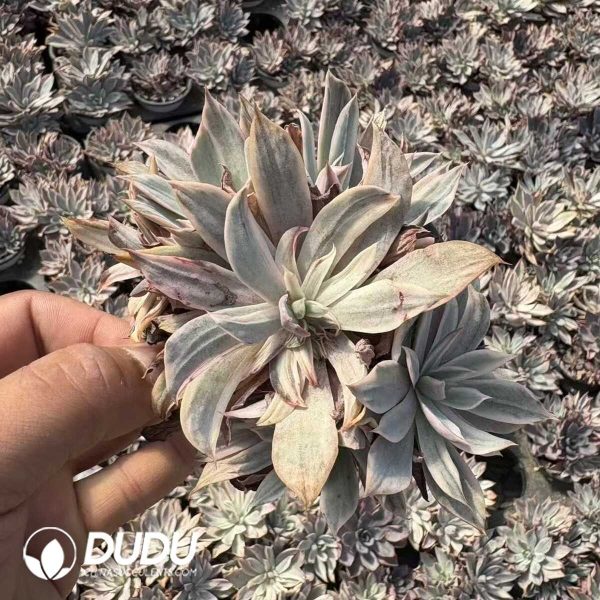 Echeveria Hera Variegated Clustering - Image 2