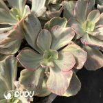 Echeveria XiYao - Image 2